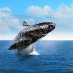 Cabo Whale Watching Tour: 2 Hours at Arch & Lovers Beach - The Boat and Comfort Level