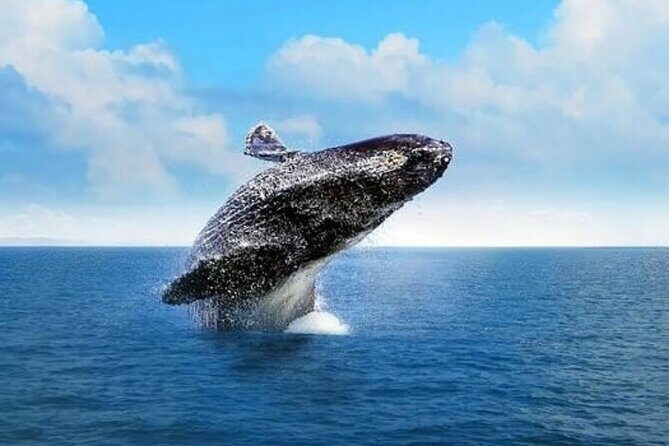 Cabo Whale Watching Tour: 2 Hours at Arch & Lovers Beach - The Boat and Comfort Level