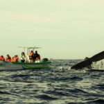 Cabo: Whale-Whatching Boat Trip w/ All-Women Crew and Photos - The Value of This Tour