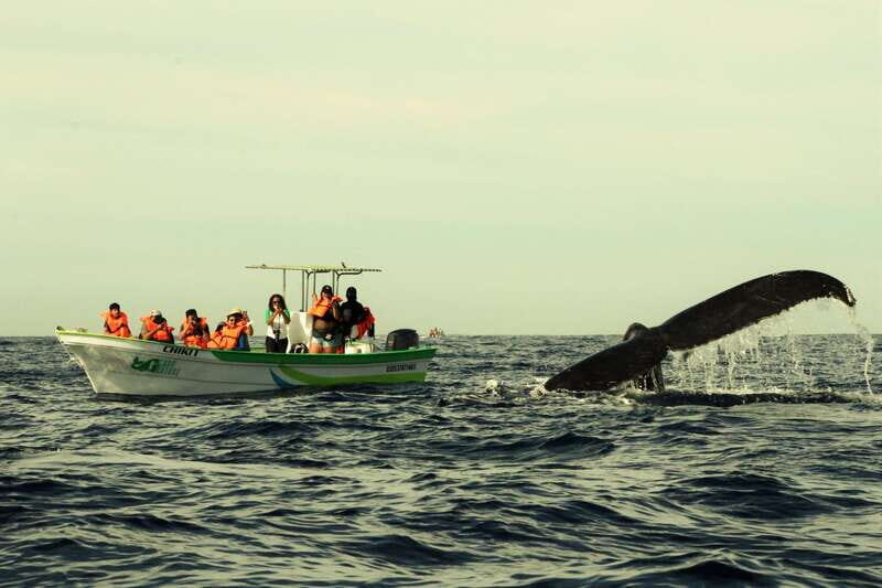 Cabo: Whale-Whatching Boat Trip w/ All-Women Crew and Photos - The Value of This Tour