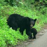 Cades Cove Sightseeing Bus Tour from Pigeon Forge - How the Tour Holds Up: What Travelers Say