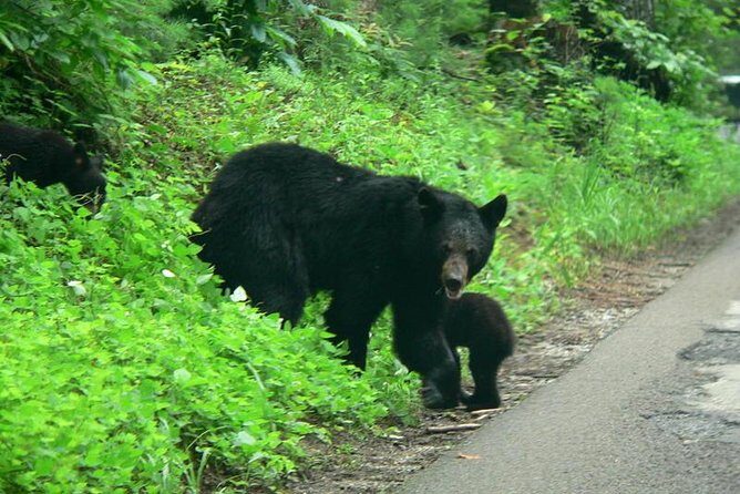 Cades Cove Sightseeing Bus Tour from Pigeon Forge - How the Tour Holds Up: What Travelers Say