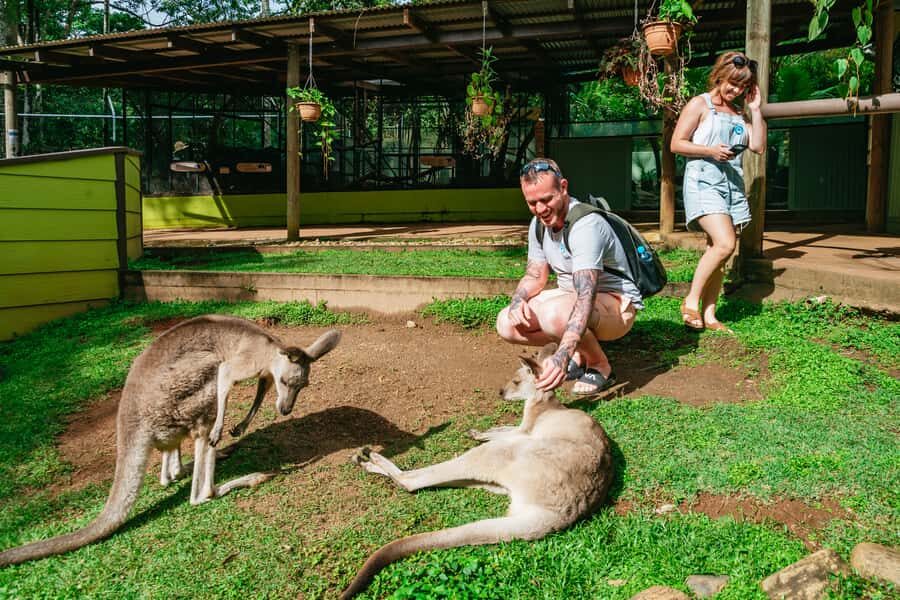 Cairns: Best of the Kuranda Rainforest Full-Day Tour & Lunch - The Sum Up