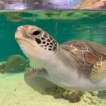 Cairns: Marine Life Encounter - The Itinerary Breakdown: What to Expect