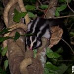Cairns: Night Walk in Cairns Botanic Gardens - The Guide and the Experience