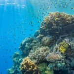 Cairns: Outer Great Barrier Reef Pontoon with Activities - What You Can Expect from This Tour