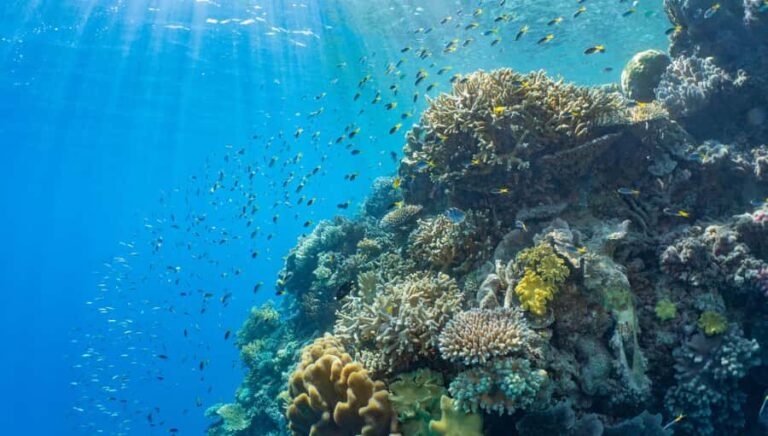 Cairns: Outer Great Barrier Reef Pontoon with Activities - What You Can Expect from This Tour