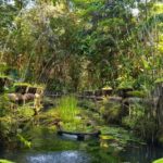 Cairns: Paronella, Lake Barrine & Millaa Millaa Falls Tour - A Detailed Look at the Tour Experience