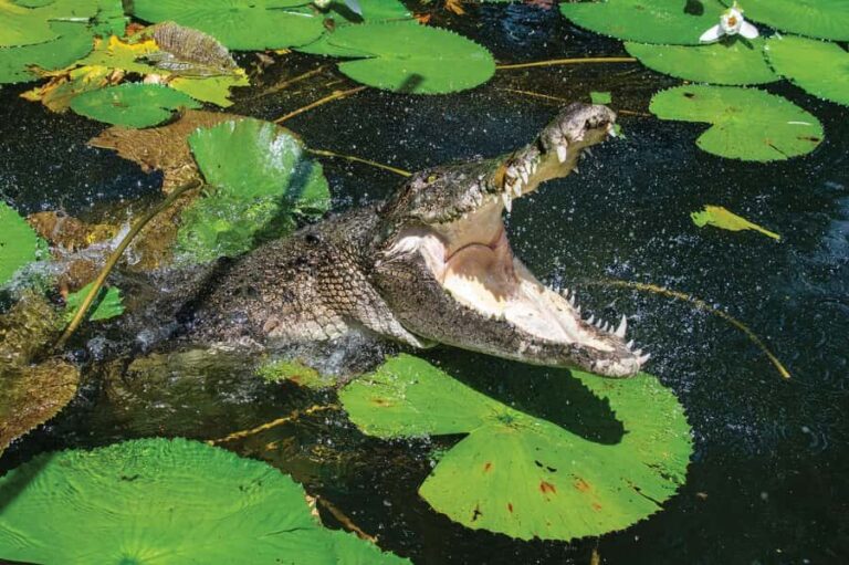 Cairns Shore Excursion: Crocodile & Wildlife Park Tour - Final Thoughts