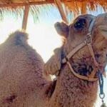 Camel Desert Ride Experience in Cabo - The Included Lunch and Transportation