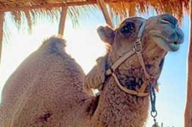 Camel Desert Ride Experience in Cabo - The Included Lunch and Transportation