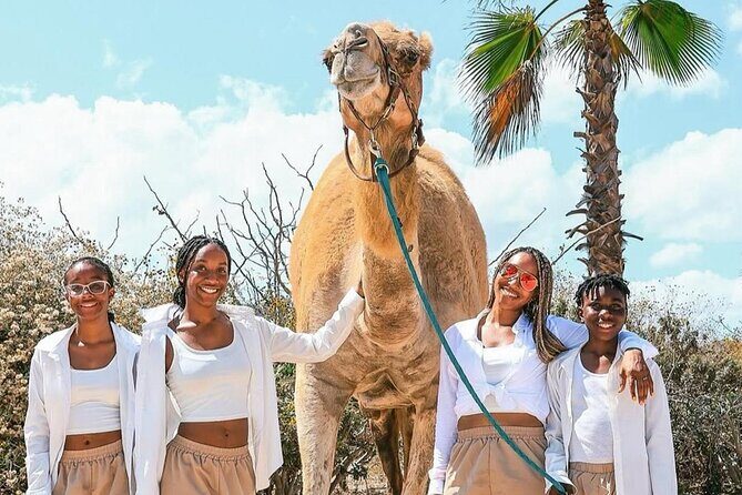 Camel Safari and Gastronomic Experience in Los Cabos - What We Think About the Price and Value