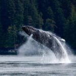 Campbell River: 6 Hour Covered Whale Watching Tour w/ Lunch - The Downsides and Considerations