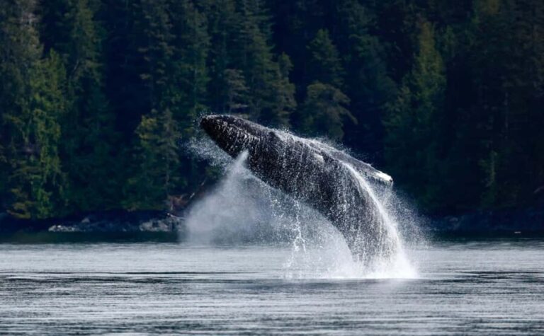 Campbell River: 6 Hour Covered Whale Watching Tour w/ Lunch - The Downsides and Considerations