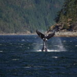 Campbell River: 6-Hour Whale Watching Boat Tour - The Value of This Tour