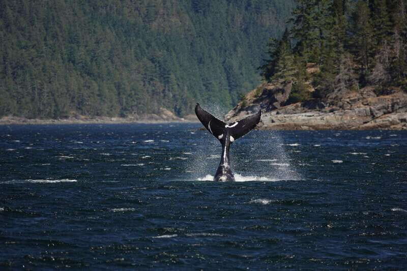Campbell River: 6-Hour Whale Watching Boat Tour - The Value of This Tour