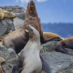 Campbell River: 7-Hour Big Animal Encounter Boat Tour - Is This Tour Worth the Price?