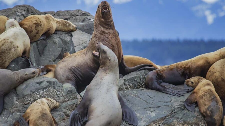 Campbell River: 7-Hour Big Animal Encounter Boat Tour - Is This Tour Worth the Price?