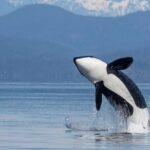 Campbell River, BC: 4 Hour Wildlife Tour Featuring Whale Watching - Final thoughts