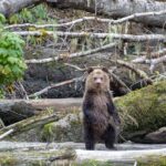 Campbell River, BC: Full Day Grizzly Bear Tour in Toba Inlet - The Experience: What You Can Expect from Start to Finish