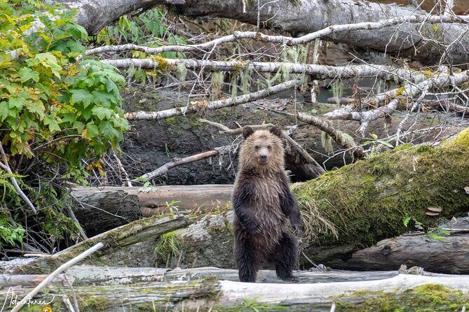 Campbell River, BC: Full Day Grizzly Bear Tour in Toba Inlet - The Experience: What You Can Expect from Start to Finish