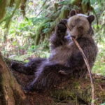 Campbell River: Full-Day Grizzly Bear Tour With Lunch - The Value of this Tour