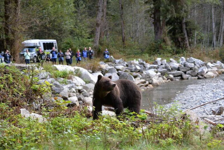 Campbell River: Grizzly Bear-Watching Tour with Lunch - What You Need to Know Before Booking