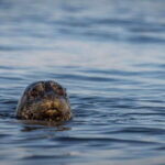 Campbell River: Kayaking and Whale Watching Tour - Who Is This Tour Best For?