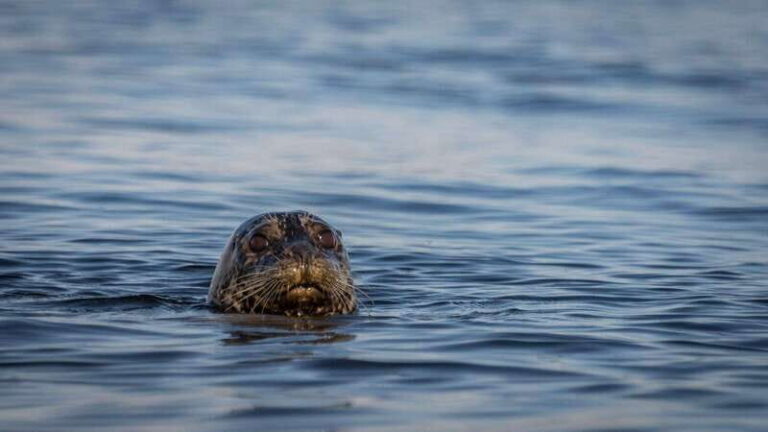 Campbell River: Kayaking and Whale Watching Tour - Who Is This Tour Best For?