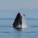 Campbell River: Salish Sea Whale Watching Adventure - Practical Considerations