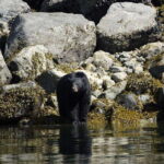 Campbell River: Spring Bear Watching & Waterfalls Boat Tour - The Practicalities and Value