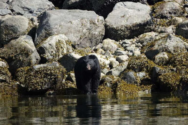 Campbell River: Spring Bear Watching & Waterfalls Boat Tour - The Practicalities and Value