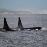 Campbell River: Whale Watching and Wildlife Viewing Day Tour - What to Expect on the Tour