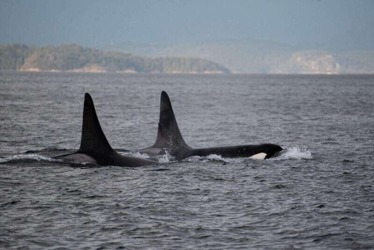 Campbell River: Whale Watching and Wildlife Viewing Day Tour - What to Expect on the Tour