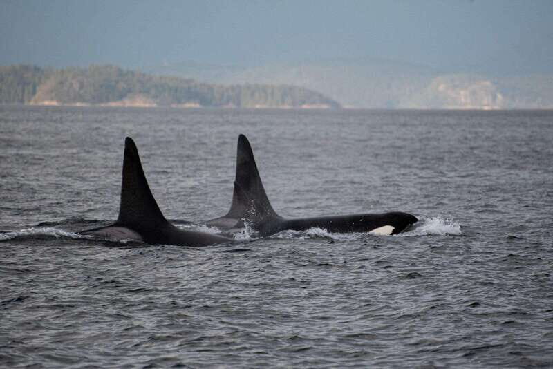 Campbell River: Whale Watching and Wildlife Viewing Day Tour - What to Expect on the Tour