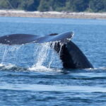 Campbell River: Whale Watching Cruise with Lunch - The Sum Up