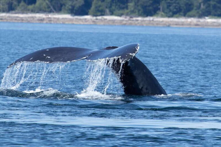 Campbell River: Whale Watching Cruise with Lunch - The Sum Up