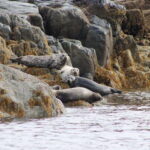 Campbell River: Whale & Wildlife Discovery Cruise - The Experience on the Water