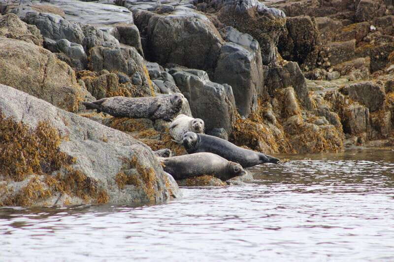 Campbell River: Whale & Wildlife Discovery Cruise - The Experience on the Water