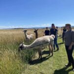 Canberra: Alpaca Adventure Farm Tour (morning tea included) - The Details That Matter