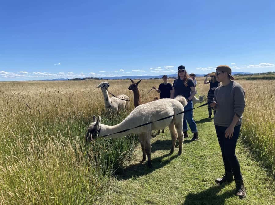 Canberra: Alpaca Adventure Farm Tour (morning tea included) - The Details That Matter
