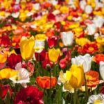 Canberra Floriade Tour - Who Is This Tour Best For?