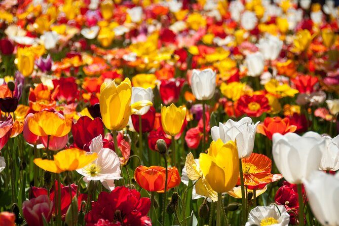 Canberra Floriade Tour - Who Is This Tour Best For?
