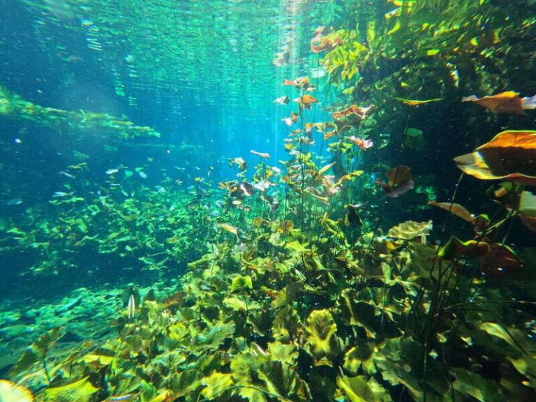 Cancun 2 Cenote Dives: The Pit + Nicte Ha - Certified Divers - What Makes the Cenotes Special?