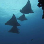 Cancun 2 Dives Shipwreck C55 or C58 & Reef -Certified Divers - Who Is This Tour Best For?