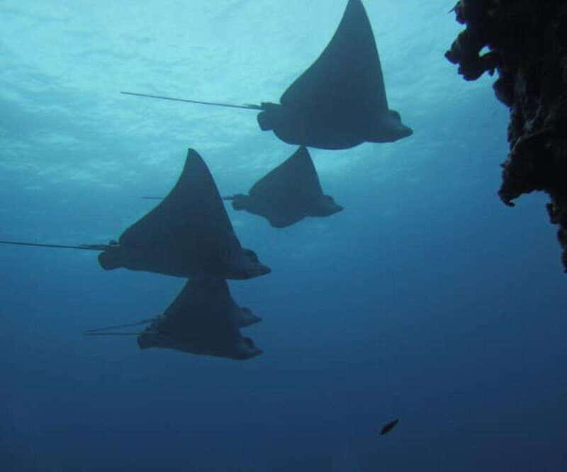 Cancun 2 Dives Shipwreck C55 or C58 & Reef -Certified Divers - Who Is This Tour Best For?