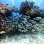 Cancun: 2 Reef Dives at Punta Cancun for Certified Divers - The Value of This Experience