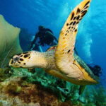 CANCUN: 2T REEF DIVES FOR CERTIFIED DIVERS - The Detailed Itinerary