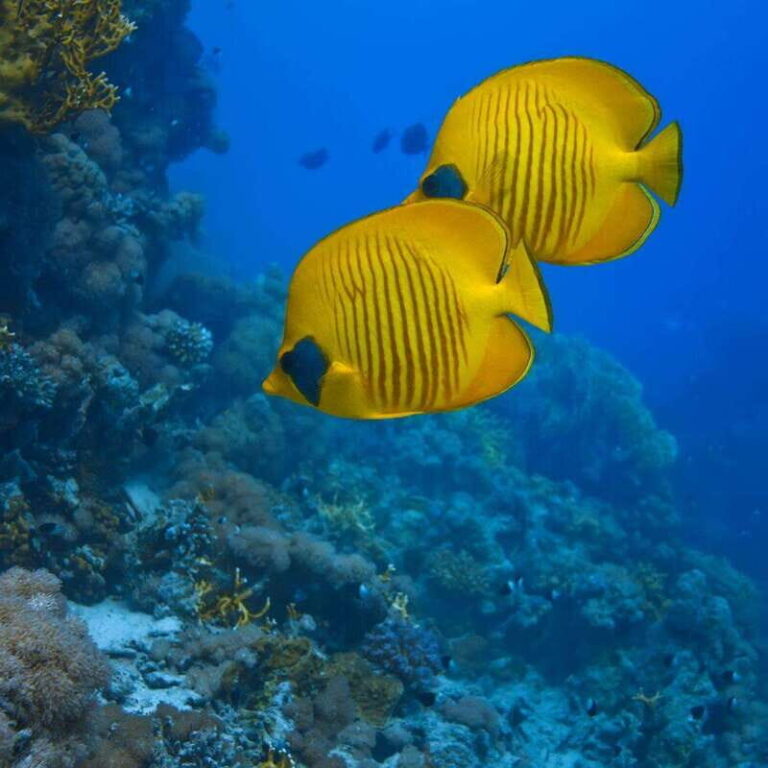 Cancun: 52-Foot Yacht Rental - What’s Not Included and What to Budget For