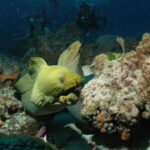 Cancun: Goliat Grouper Dive Adventure - Who Is This Tour Best For?